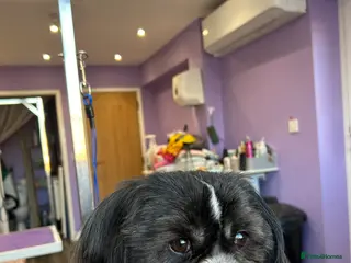 Shih Tzu dogs Memphis Shihtzu Stud + Free Scan in Ely - Advert 20