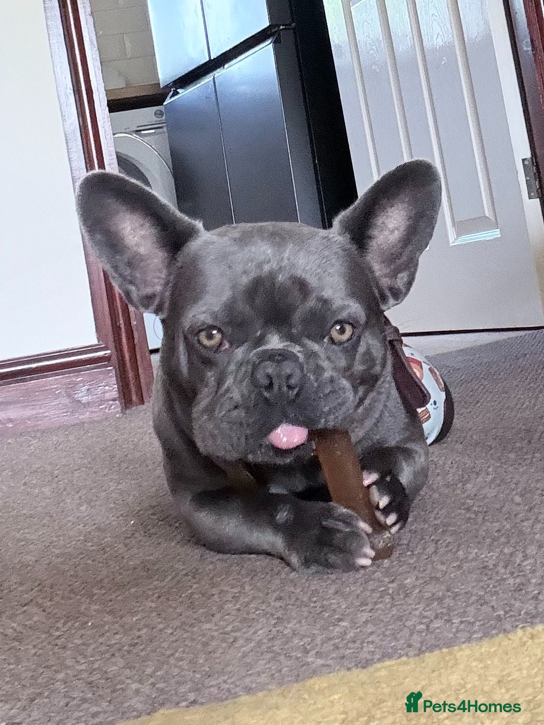 French Bulldog dogs BEAUTIFUL FEMALE FRENCHIE Available now.  - Advert 2