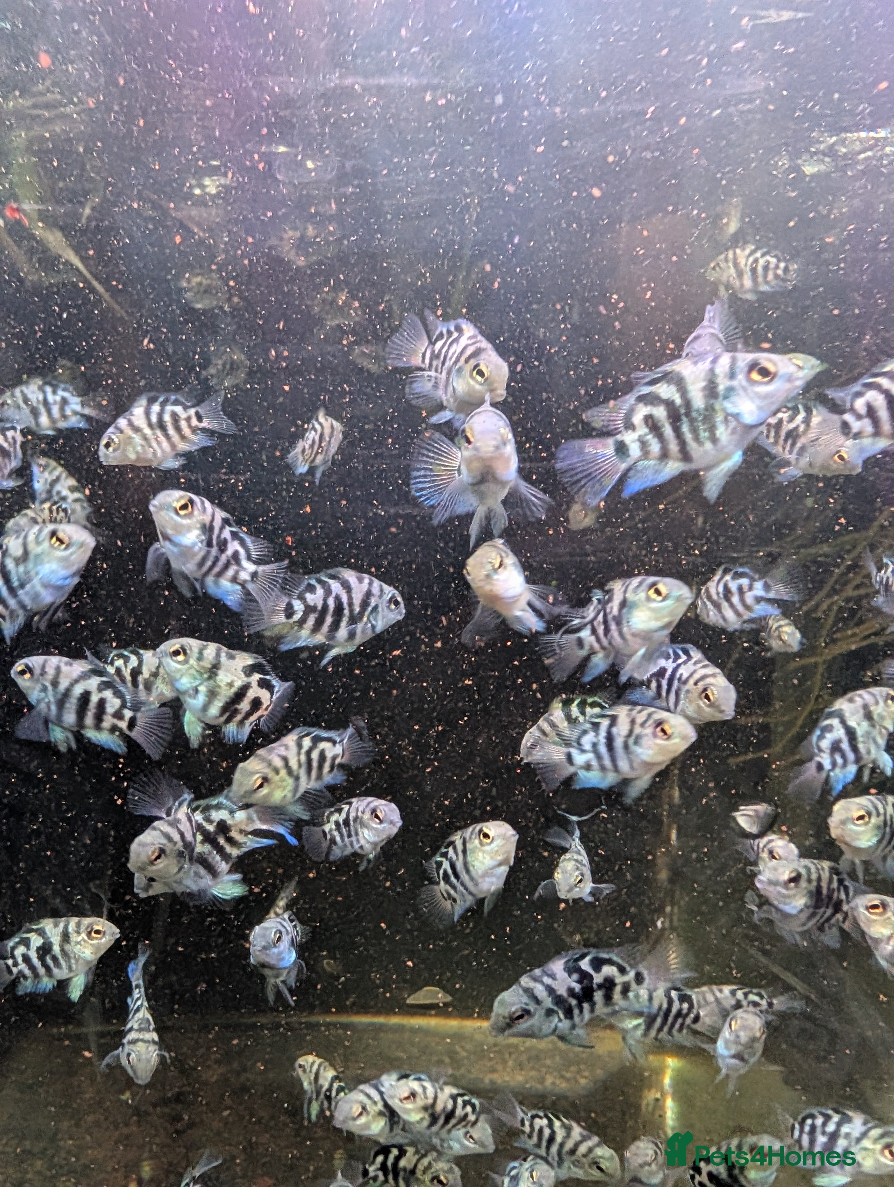 Cichlids fish Polar parrots fish - Advert 11