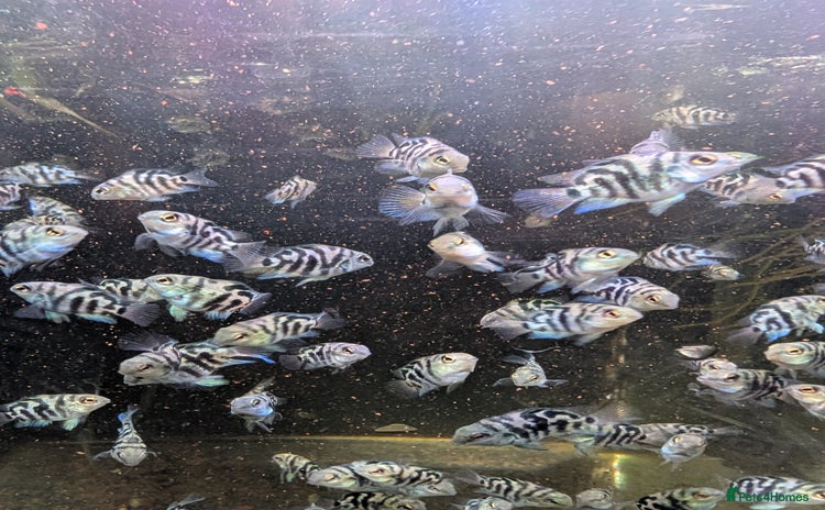 Cichlids fish - Advert 3