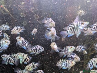 Cichlids fish Polar parrots fish - Advert 15