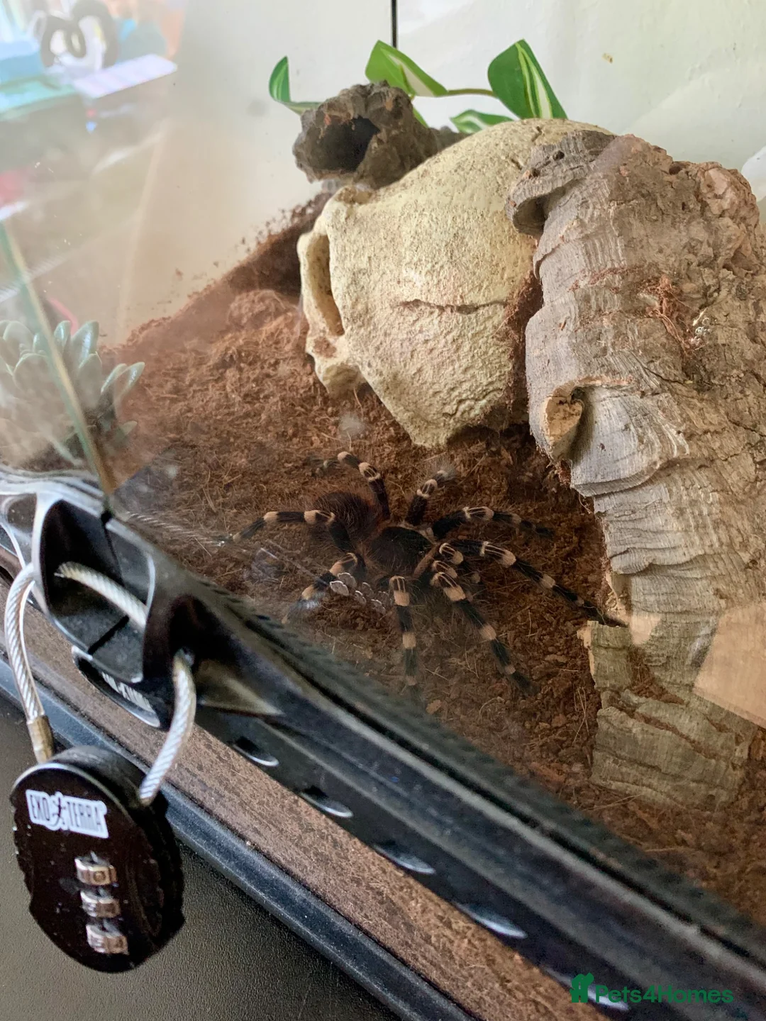 Tarantulas invertebrates for sale: Brazilian White Knee - Acanthoscurria geniculata - Advert 2