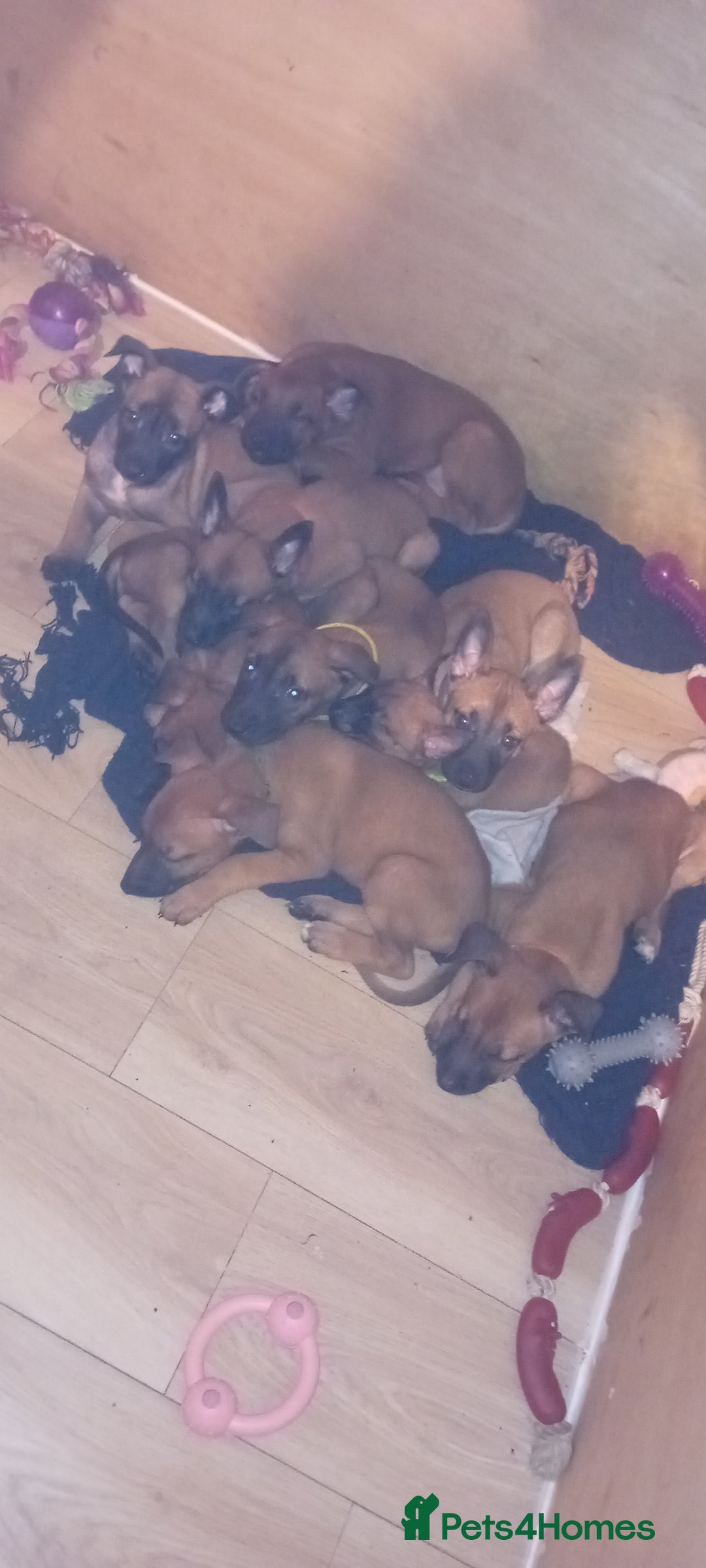 Belgian Shepherd Dog dogs for sale: 9 Belgian malinois  - Image 2