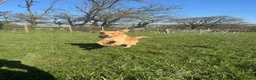 Golden Retriever dogs for stud: Registered Golden Retriever Stud Available in Bideford - Advert 6