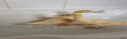 Mixed Breed birds for sale: Indian runner ducks - Advert 2