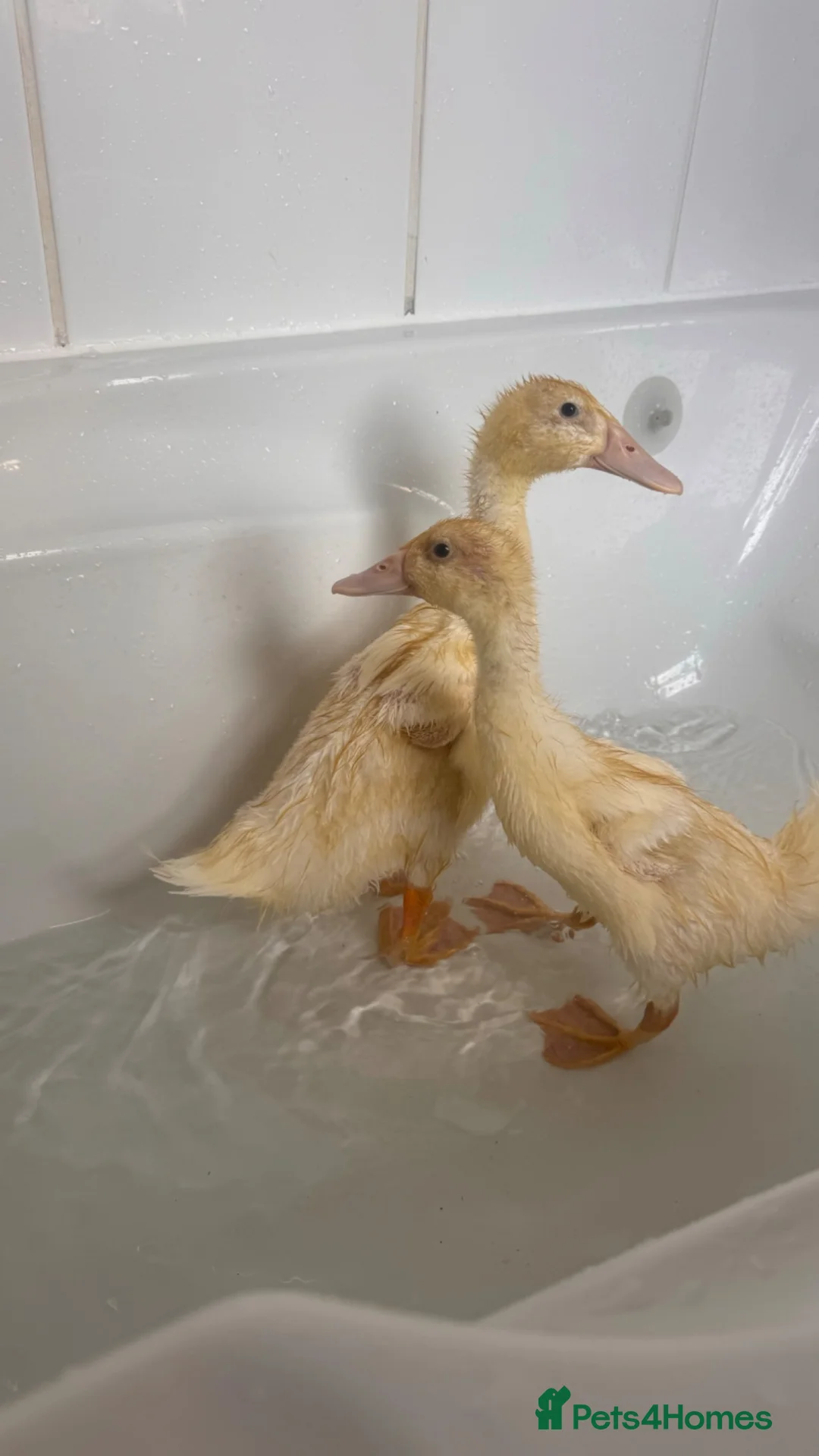 Mixed Breed birds for sale: Indian runner ducks - Advert 2