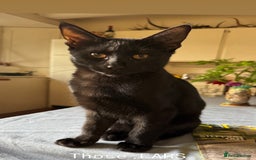 Savannah cats for sale: Savannah x Dorset Lad  - Image 7