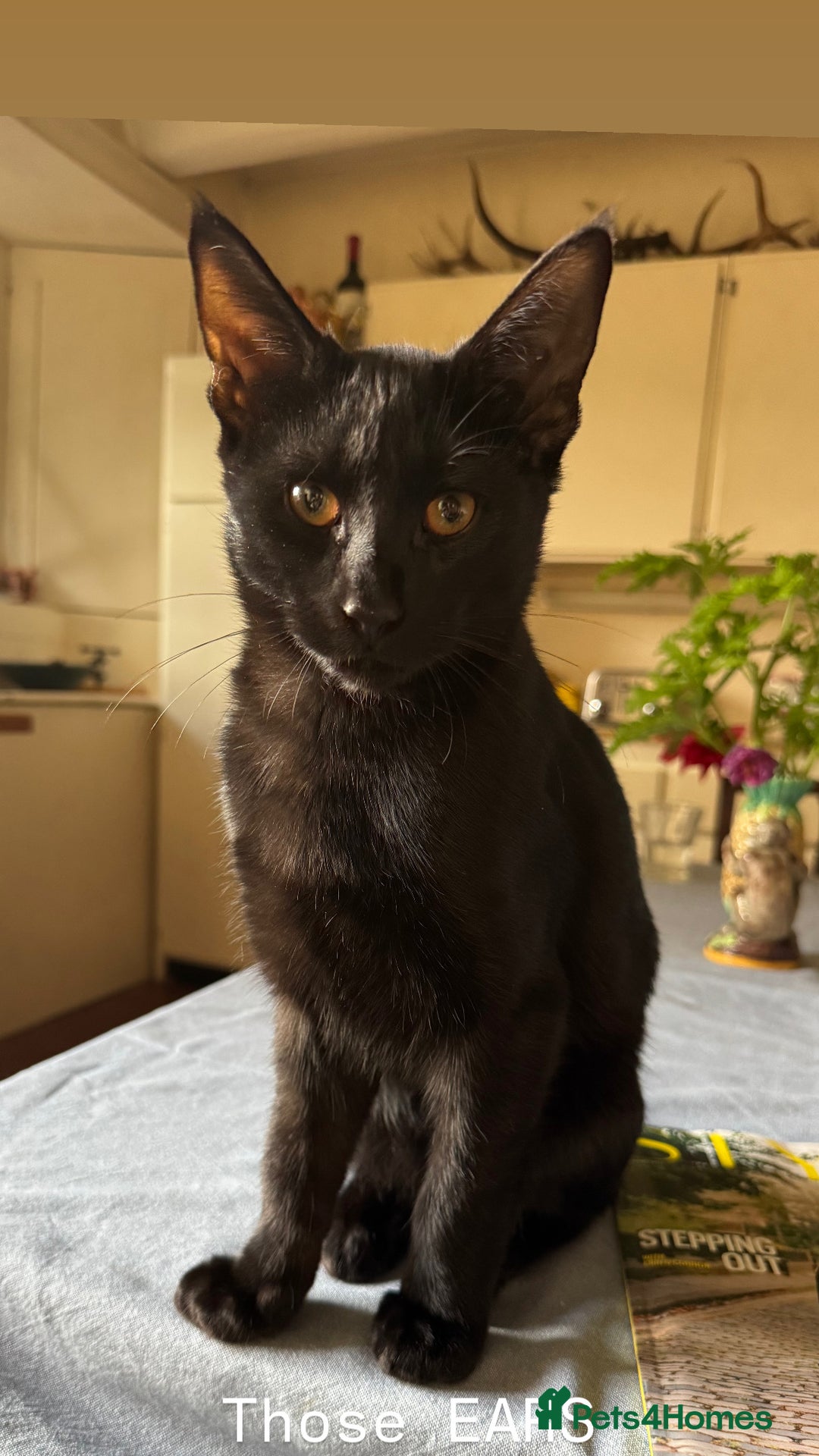 Savannah cats for sale: Savannah x Dorset Lad  - Image 7