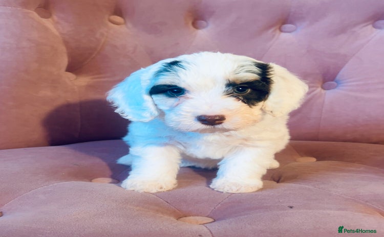 Cockapoo dogs - Advert 6