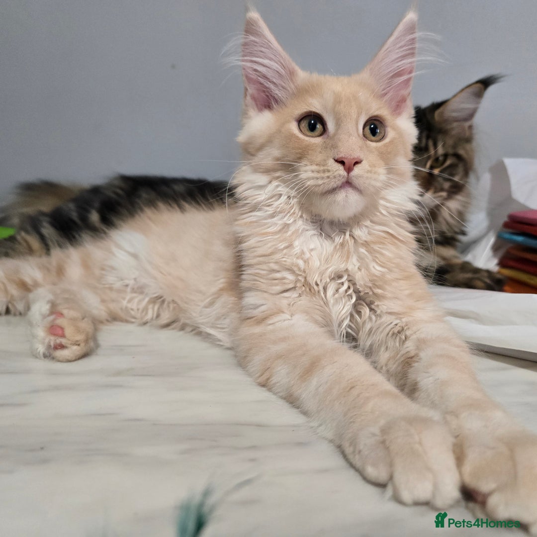 Maine Coon cats for sale: Ready now boys Mainecoon tica registered  - Image 10