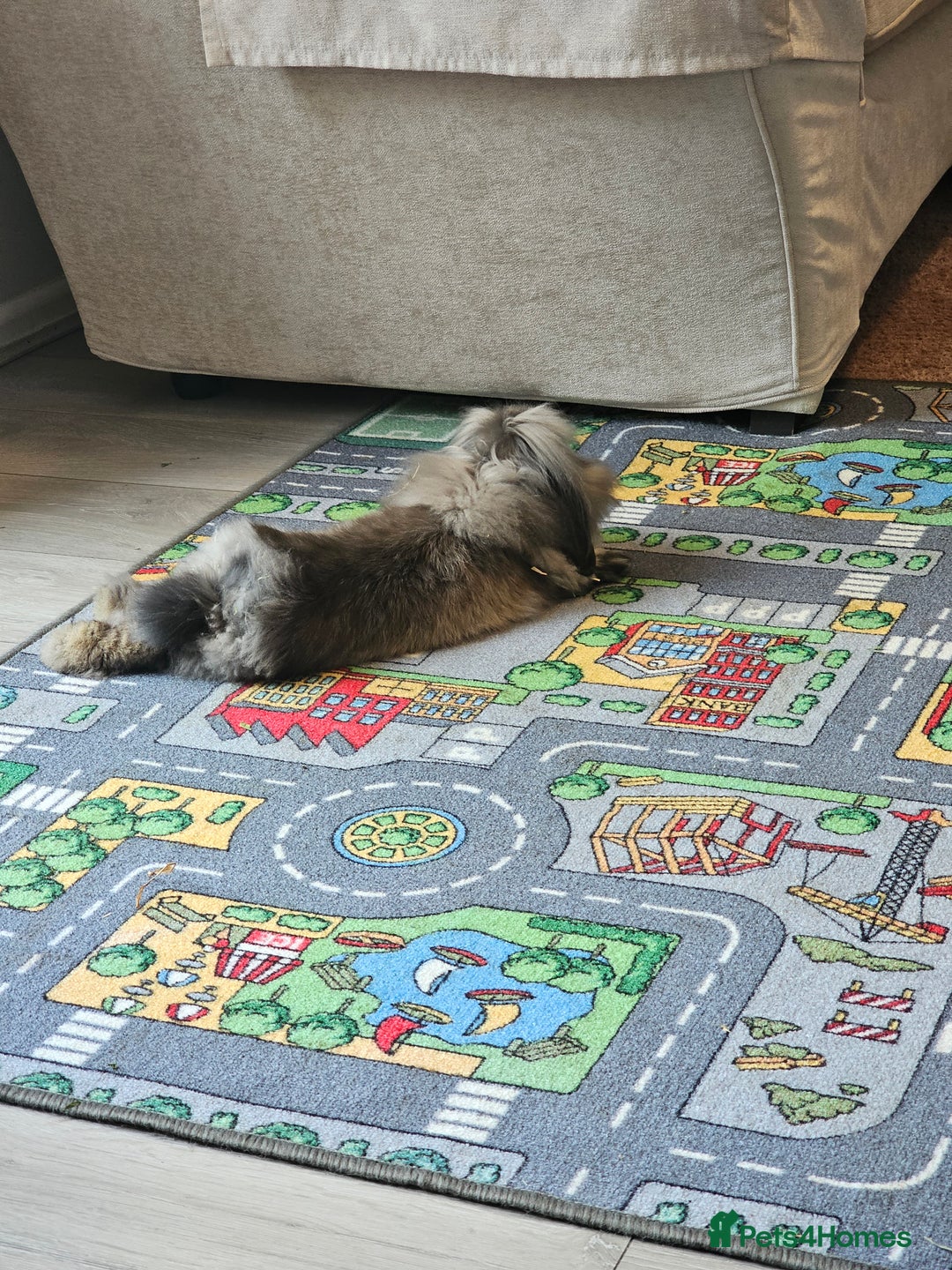 Mixed Breed rabbits for sale: Two female 3 month old bunnys - Advert 2