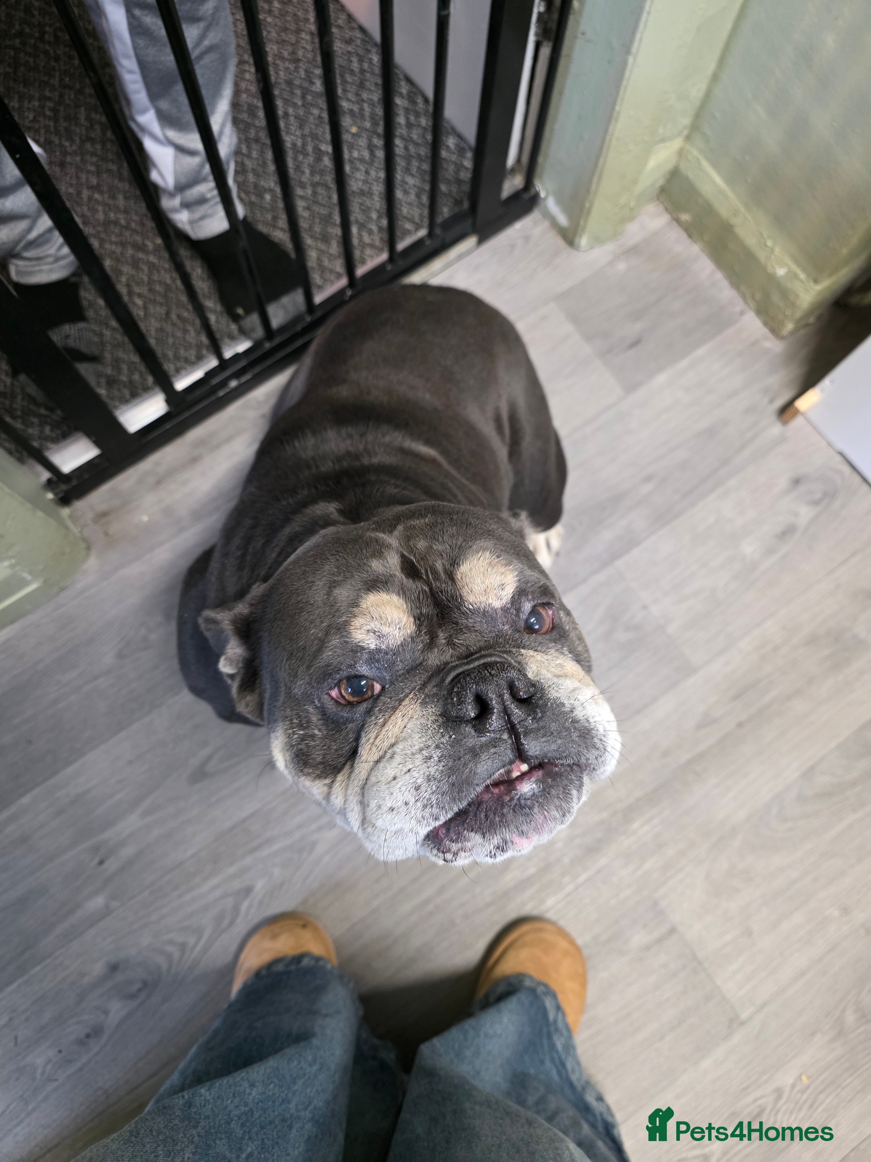 English Bulldog dogs Olde English Bulldogge - Advert 22