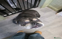 English Bulldog dogs for sale: Olde English Bulldogge - Image 1