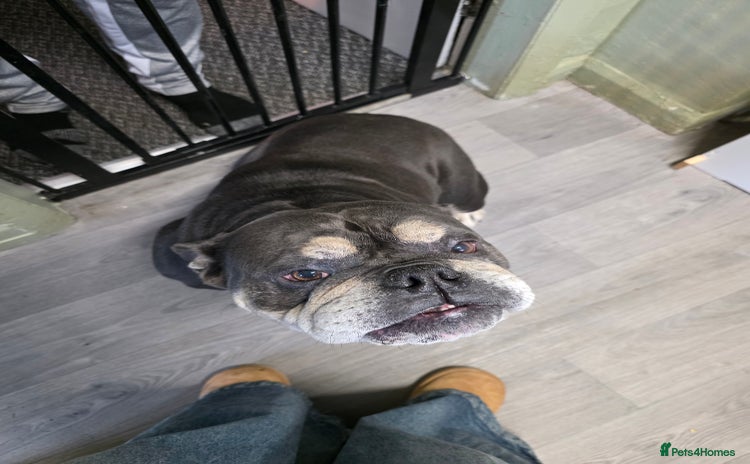 English Bulldog dogs - Advert 5
