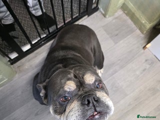 English Bulldog dogs - Advert 31