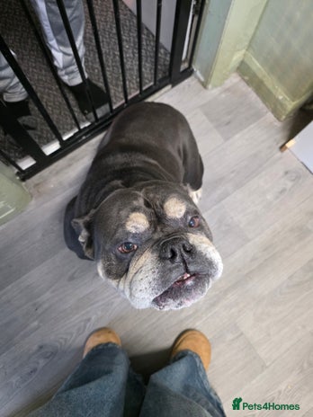 English Bulldog dogs - Advert 2