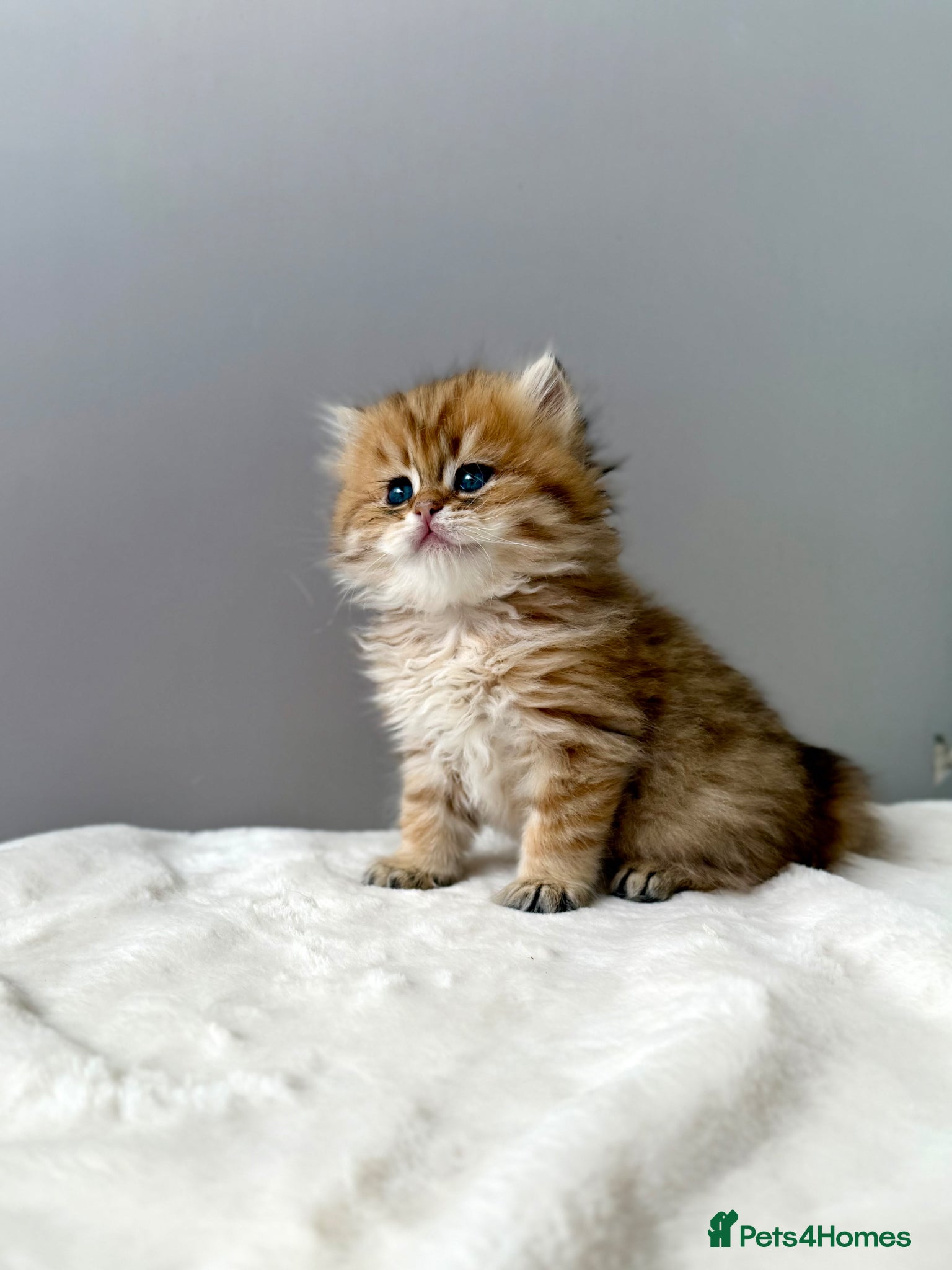 British Longhair cats Champion lines Golden British Longhairs - Advert 1