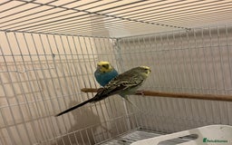 Budgerigars birds for sale: budgerigars - Image 2