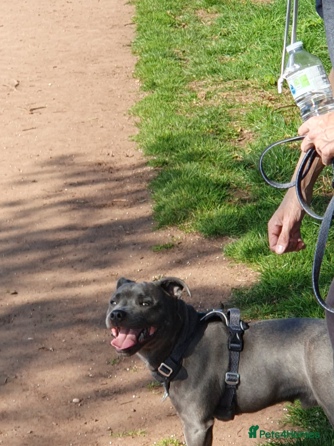 Staffordshire Bull Terrier dogs for sale: Tyrion  - Image 5