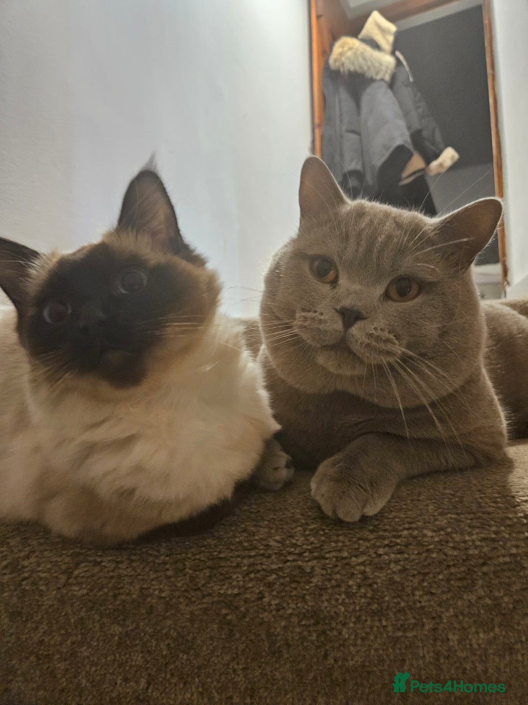 British Shorthair cats for sale: Beautiful rag doll x British short hair - Image 4