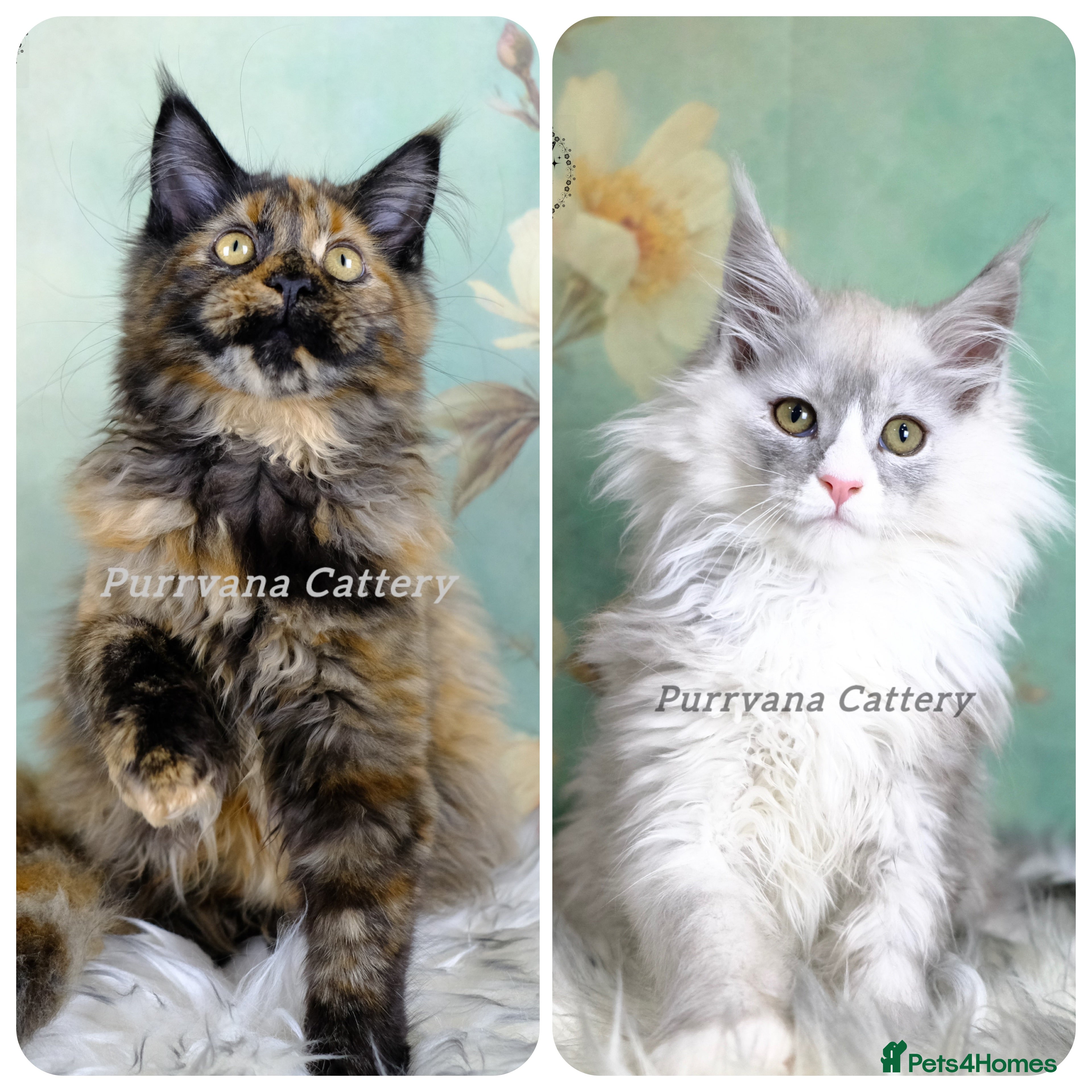 Maine Coon cats TICA registration Maine coon kittens READY NOW - Advert 2