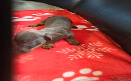 Miniature Dachshund dogs for sale: Dachshund puppies  - Image 11