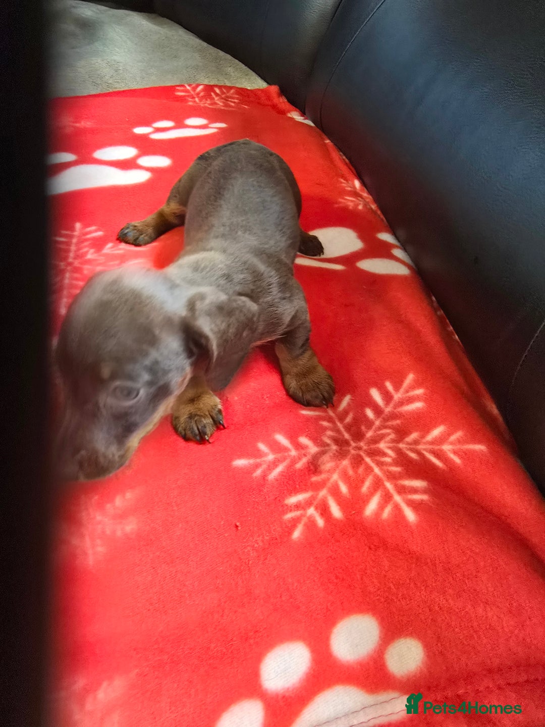 Miniature Dachshund dogs for sale: Dachshund puppies  - Image 11