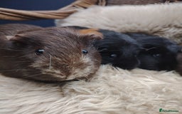 Guinea Pig rodents for sale: Guinea pigs babies and adults  - Image 4