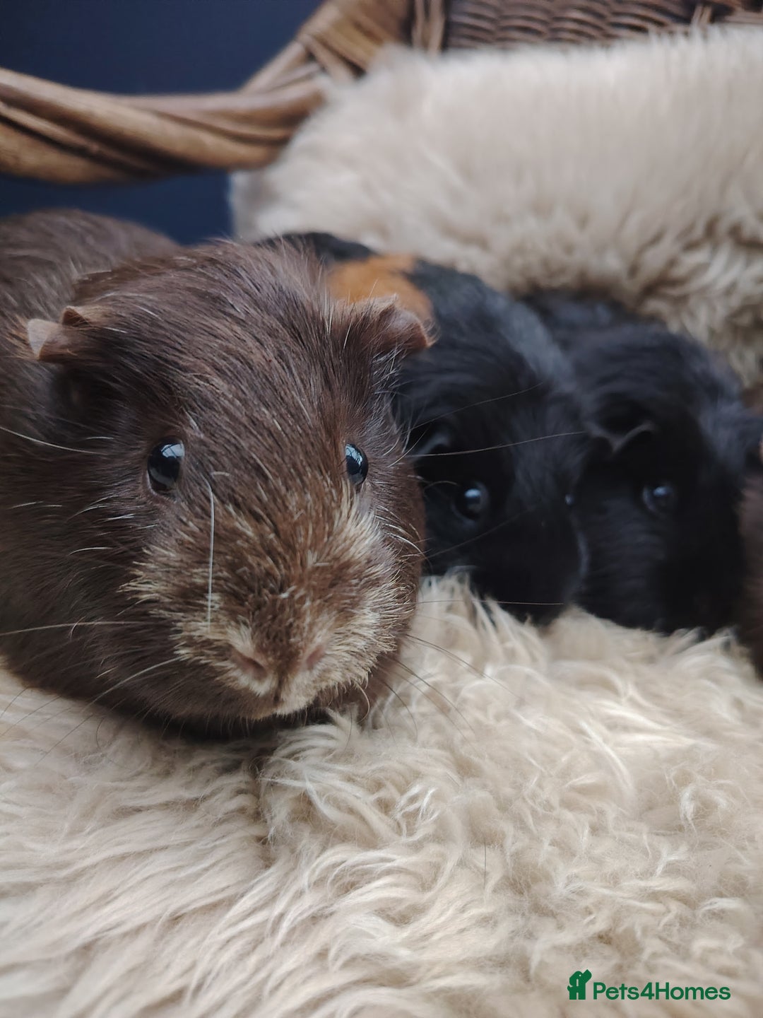 Guinea Pig rodents for sale: Guinea pigs babies and adults  - Image 4