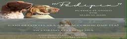 Bracco Italiano dogs for sale: Bracco Italiano Puppies Due March - Advert 1