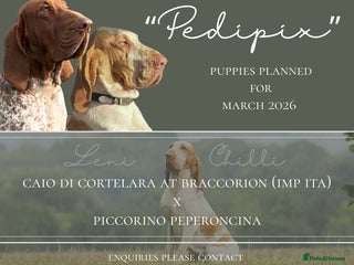Bracco Italiano dogs Bracco Italiano Puppies Due March - Advert 5