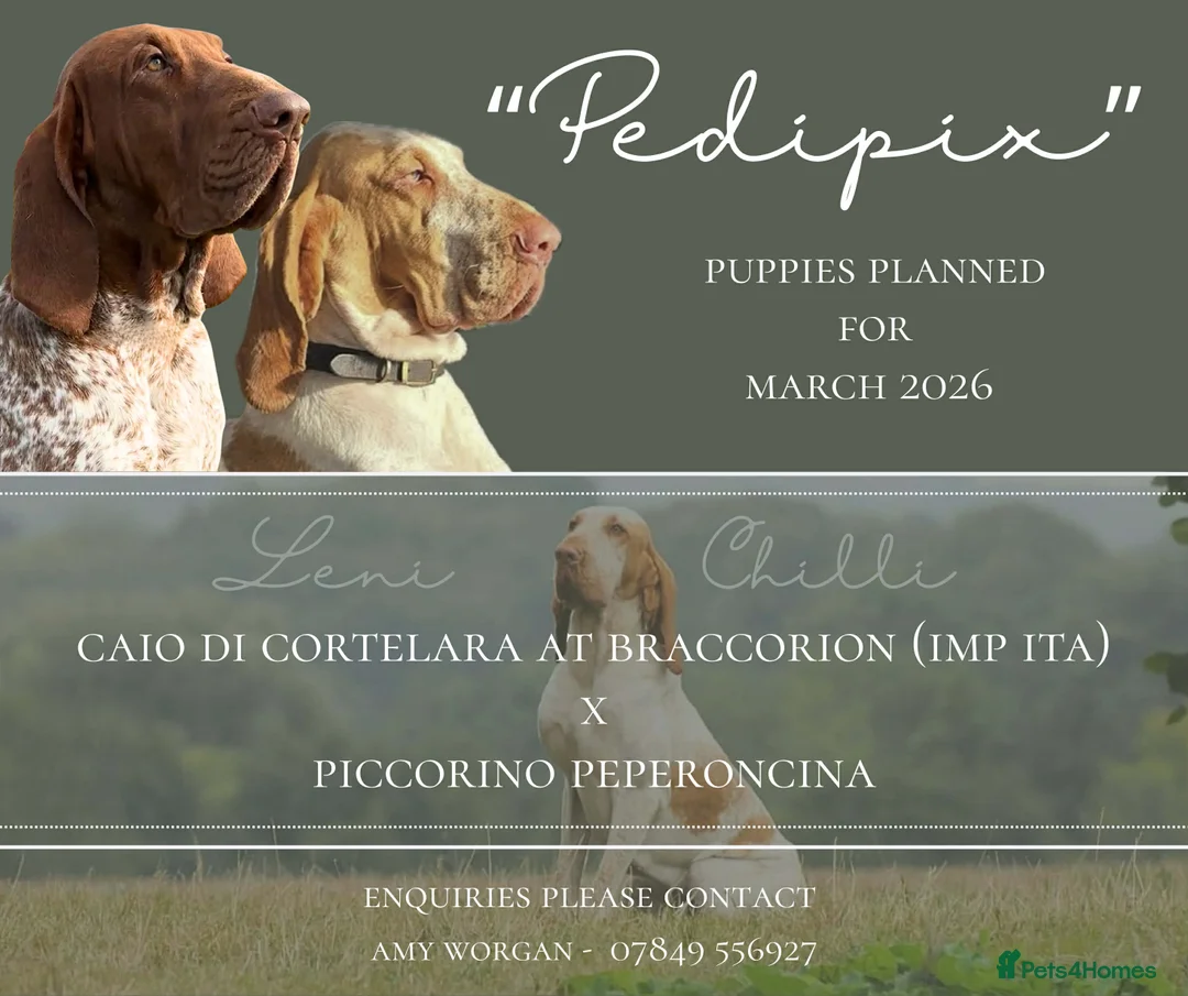 Bracco Italiano dogs for sale: Bracco Italiano Puppies Due March - Advert 1