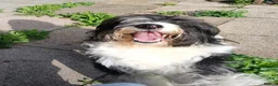 Mixed Breed dogs for sale: Adorable Bearded Collie X Border Collie puppies in Chesterfield - Advert 2