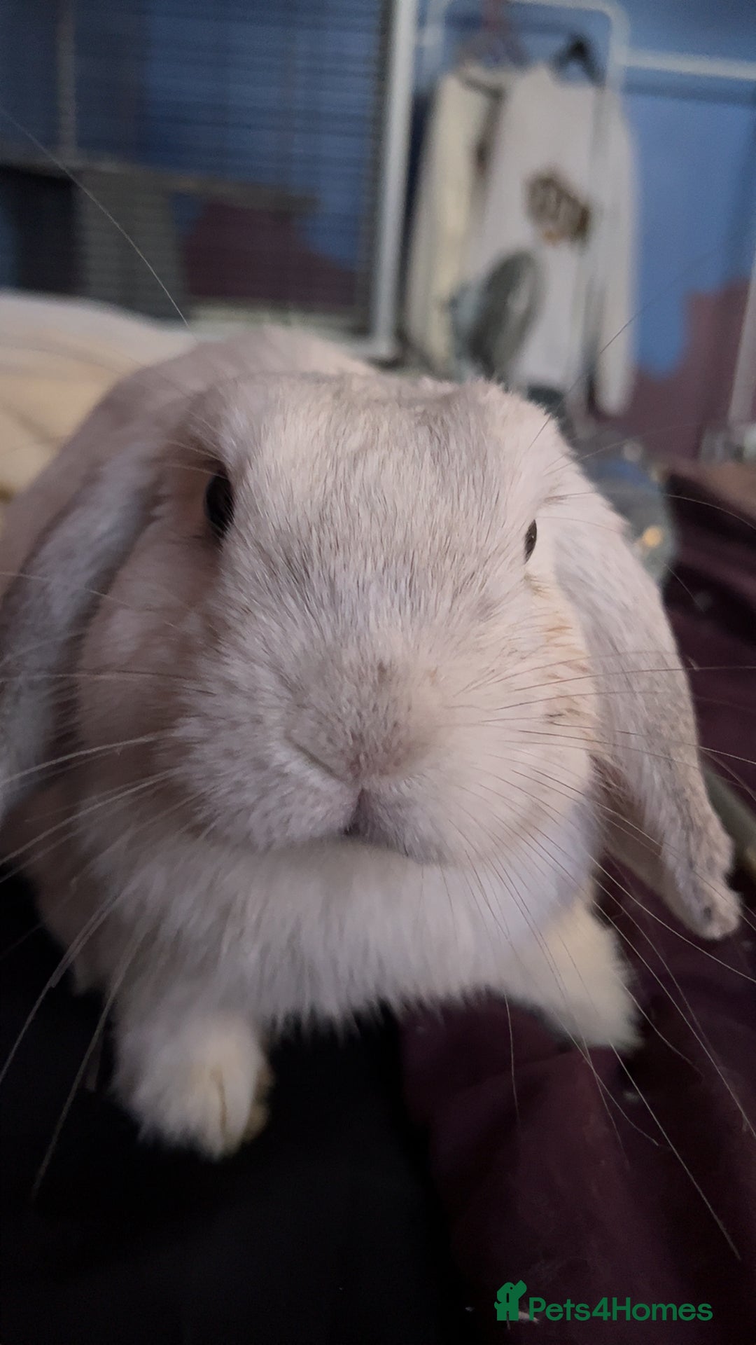 Mini Lop rabbits for sale: Dennis - Image 6