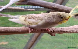 Budgerigars birds for sale: Young budgies, easily tamed - Image 15