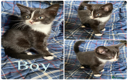 Mixed Breed cats for sale: Beautiful kittens  - Image 7