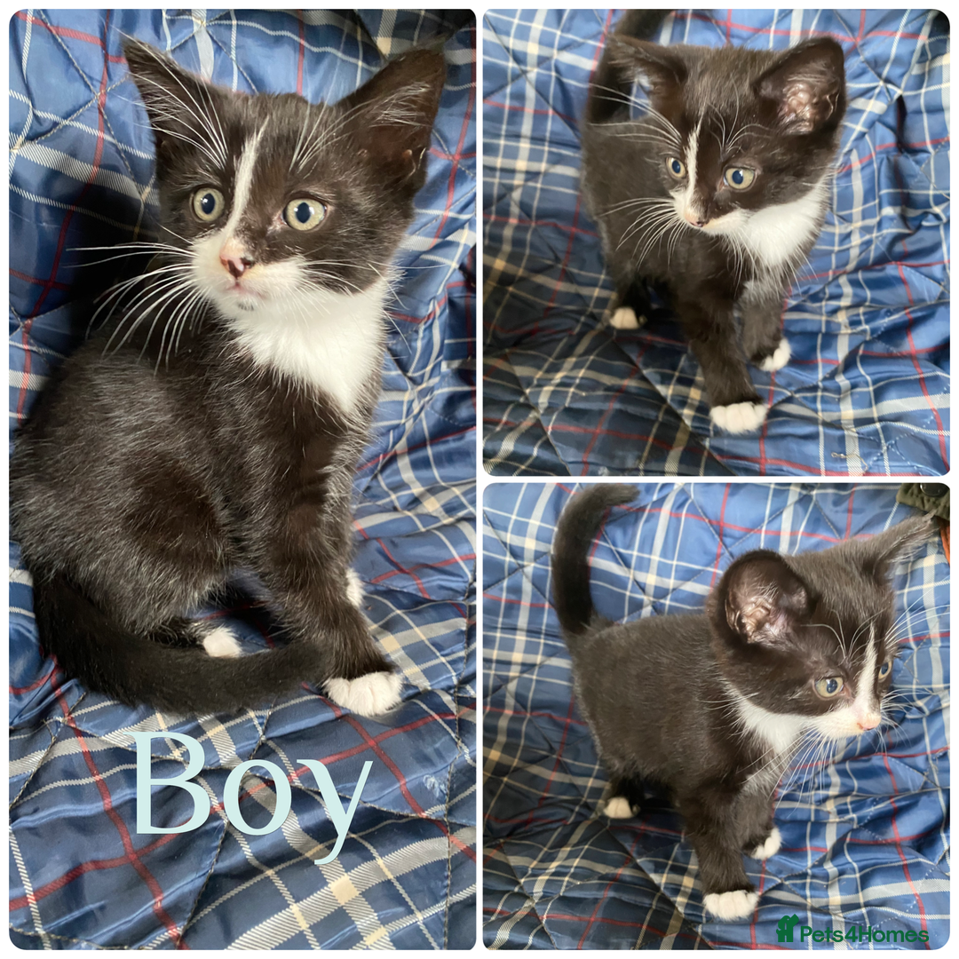 Mixed Breed cats for sale: Beautiful kittens  - Image 7