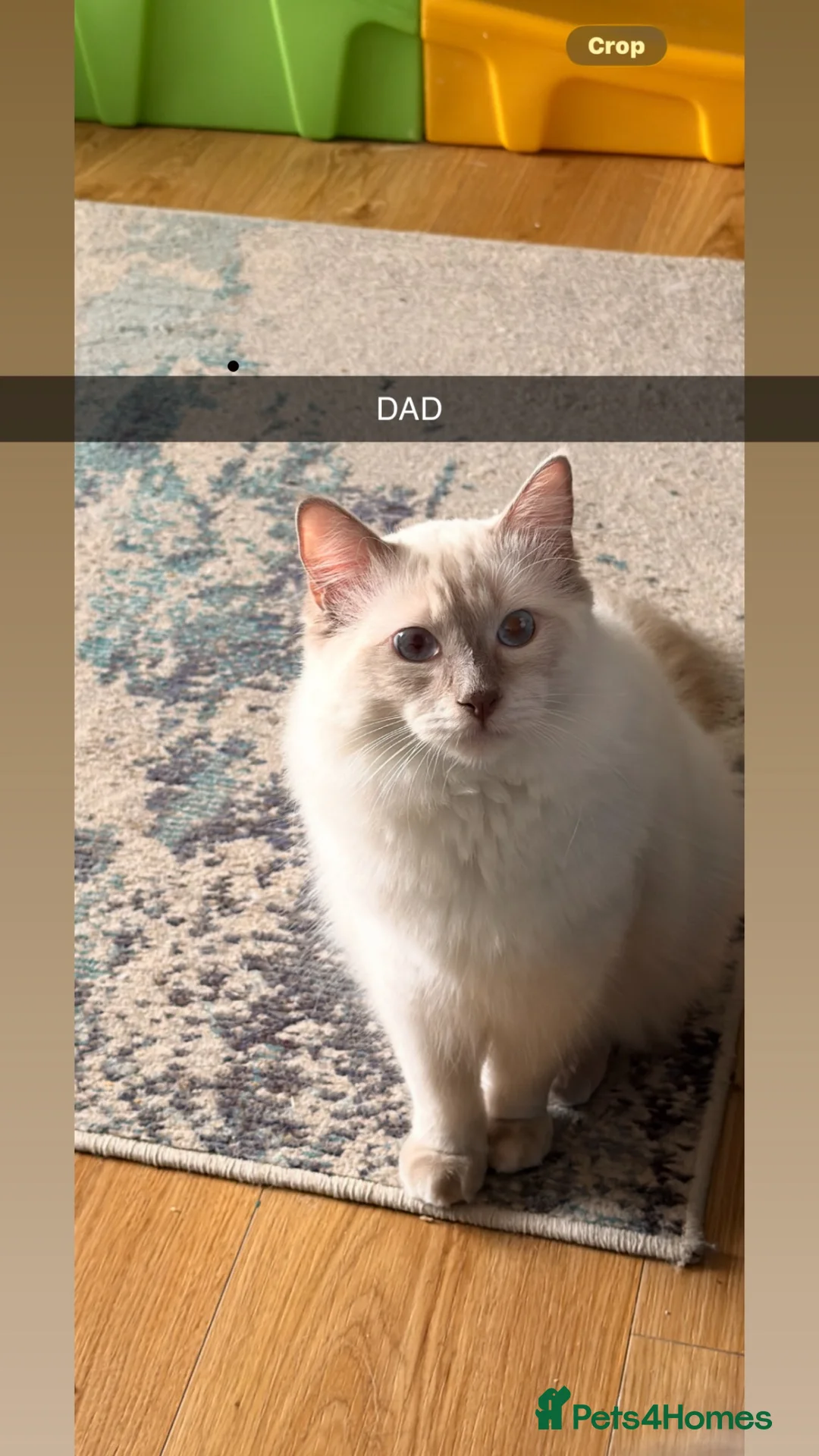 Ragdoll cats for stud: Gccf reg ragdoll lilac point .  - Advert 1