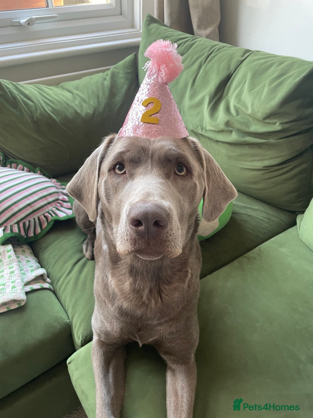 Labrador Retriever dogs for sale:  🐾 Gorgeous Black Labrador Puppies 🐾 - Image 6