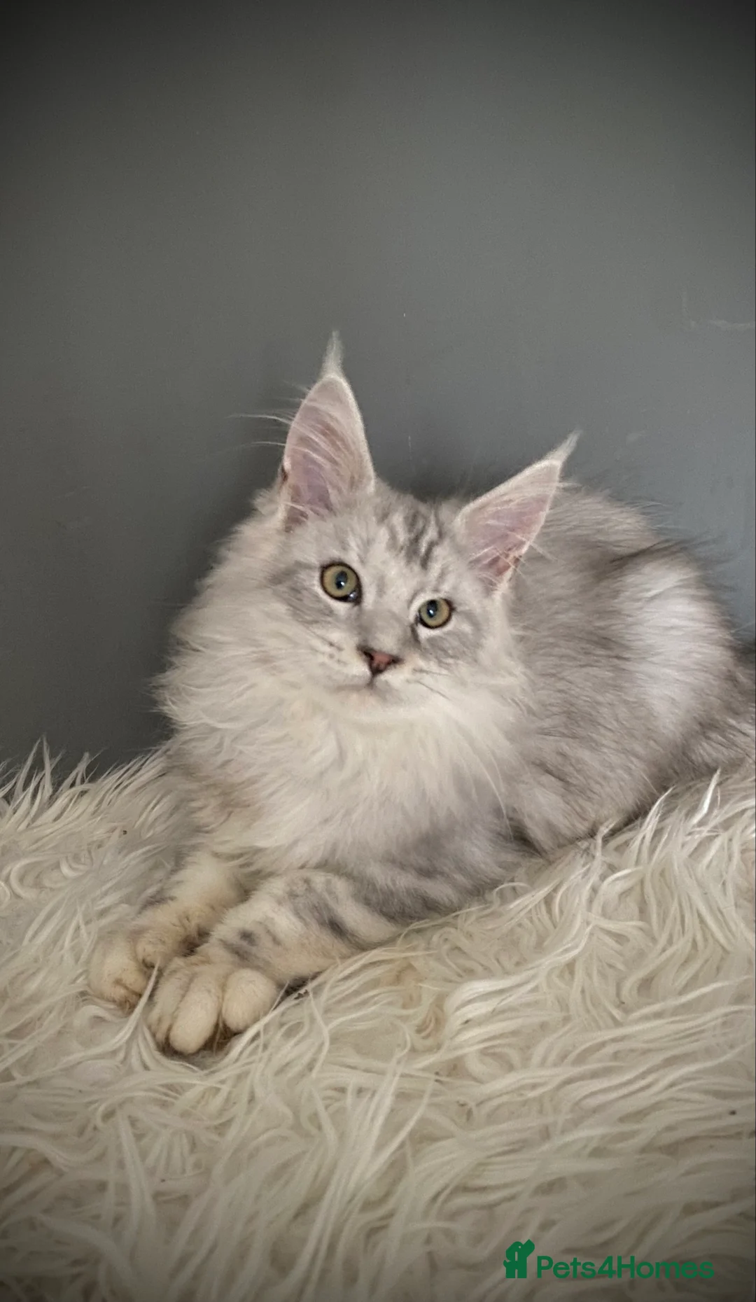 Maine Coon cats for sale: Full Maine Coon 16 wk kittens Large Russian lines - Advert 3