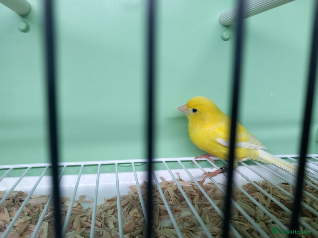 Canaries birds for sale: Canaries  - Image 17