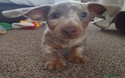 Miniature Dachshund dogs for sale: Adorable KC registered mini dachsund pups - Image 29