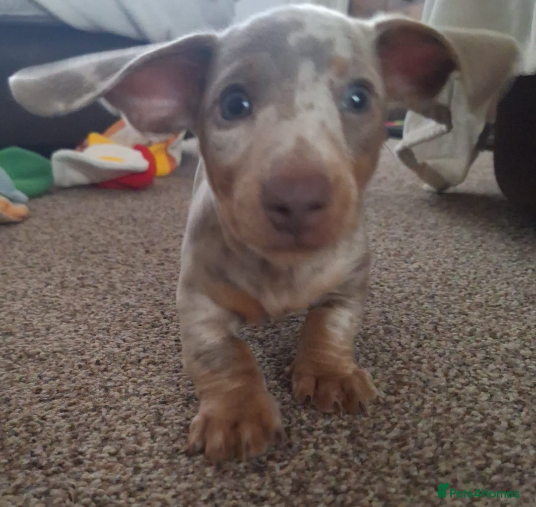 Miniature Dachshund dogs for sale: Adorable KC registered mini dachsund pups - Image 29