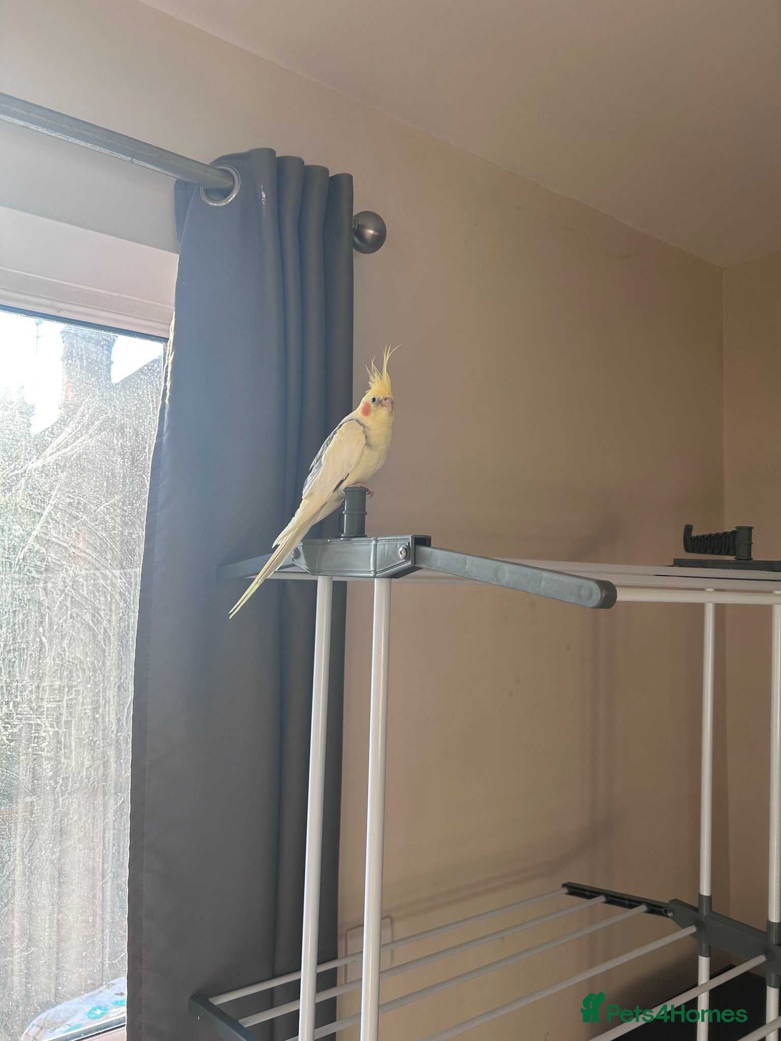 Cockatiels birds Loving male cockatiel looking for home - Advert 2