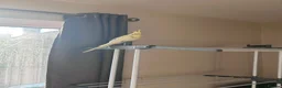 Cockatiels birds for sale: Loving male cockatiel looking for home in Reading - Advert 2