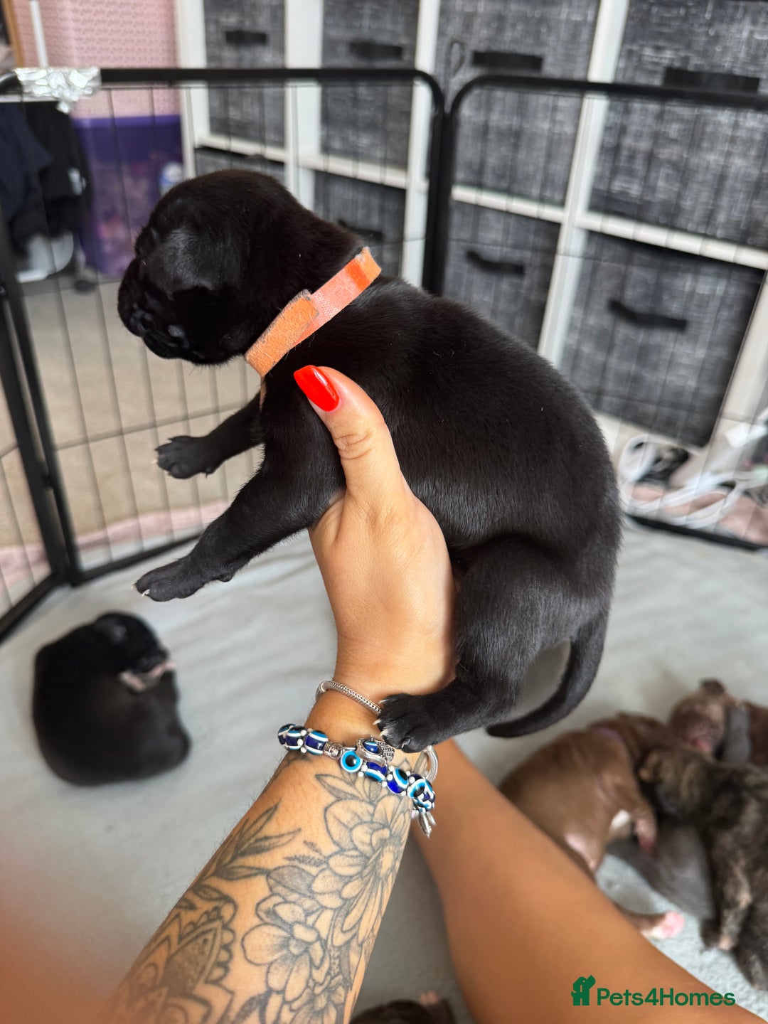 Mixed Breed dogs for sale: Rare breeding American x Bulldog x Cane Corso Pups - Image 34