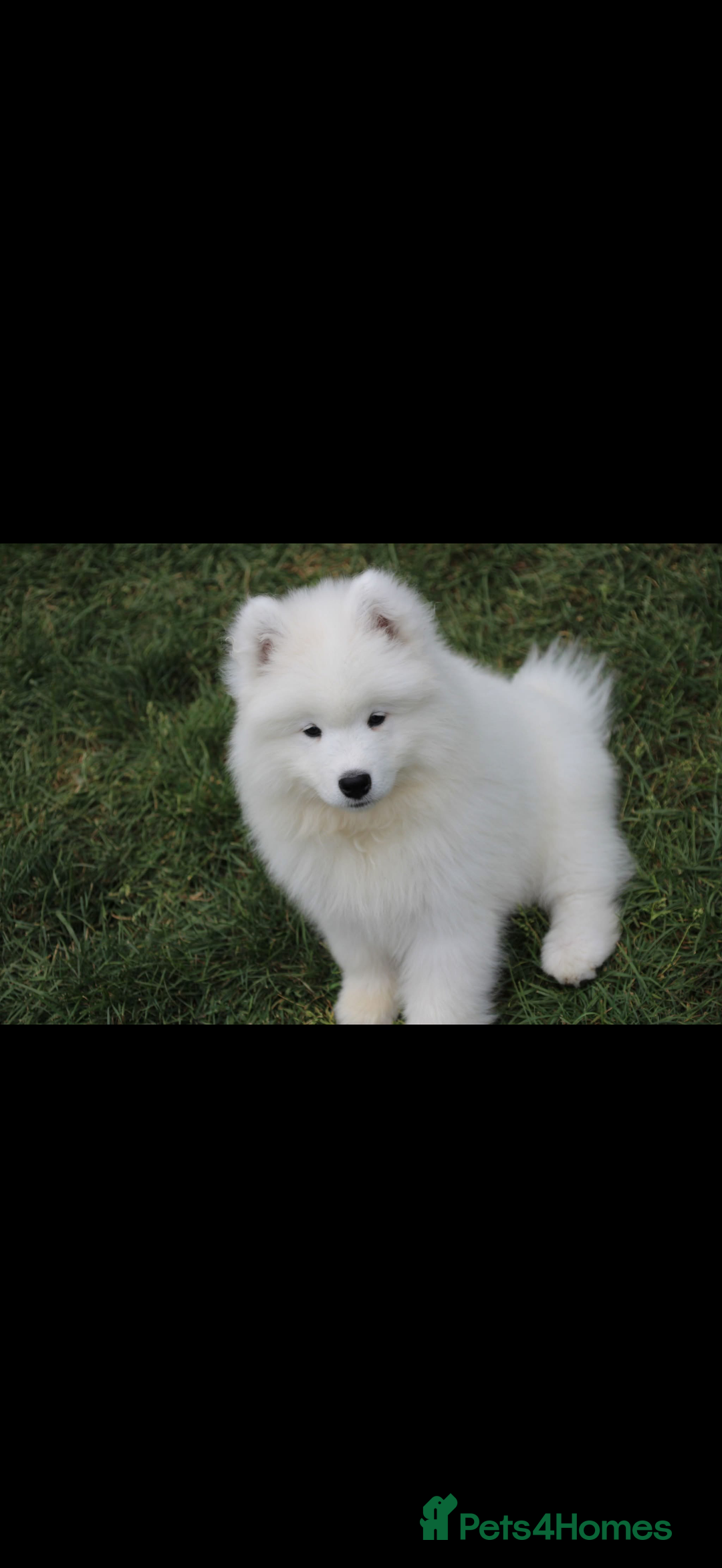 Samoyed dogs for sale: Samoyed puppy - Advert 4