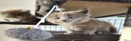 Maine Coon cats for sale: Maine coon pedigree kittens  - Advert 21