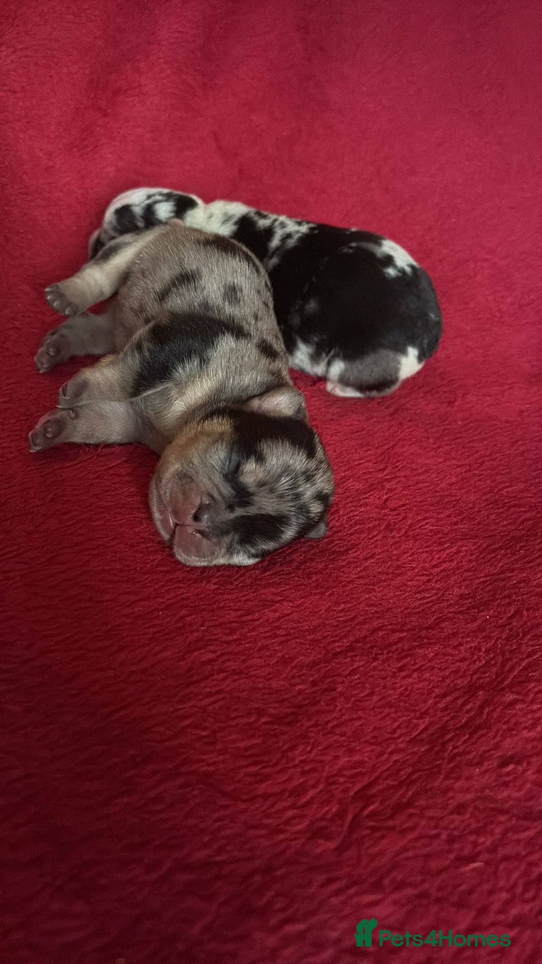 French Bulldog dogs for sale: French bulldog Merle puppies for sale  - Image 4