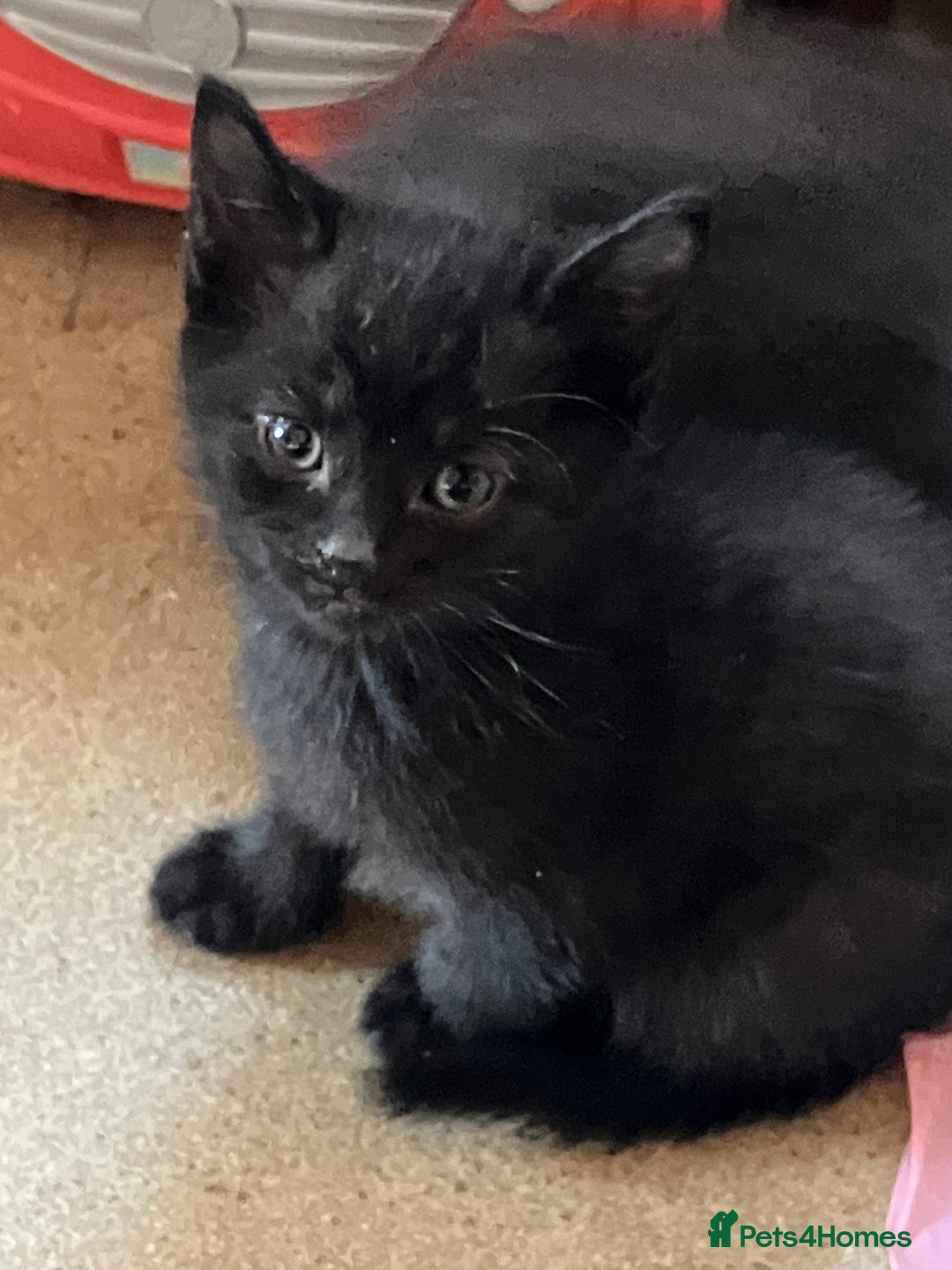 Domestic Shorthair cats for sale: Gorgeous blue short haired kittens  - Advert 6